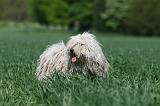 PULI 008